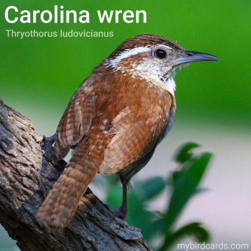 Carolina wren (Thryothorus ludovicianus). Adult. Conservation status: Least Concern. CC: QFXO 📷: Photo by GeorgeB2 via Pixabay 2021

The photo shows a small, energetic songbird common in eastern North America. It has rich brown colouring, a white eyebrow stripe, and a long, perky tail.
