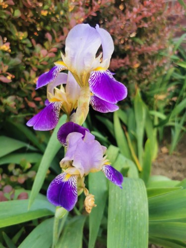 Iris en dégradé du parme au violet vif
