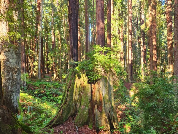 Redwood stump surrounded by trees and ferns. Morning light is filtering through the trees.