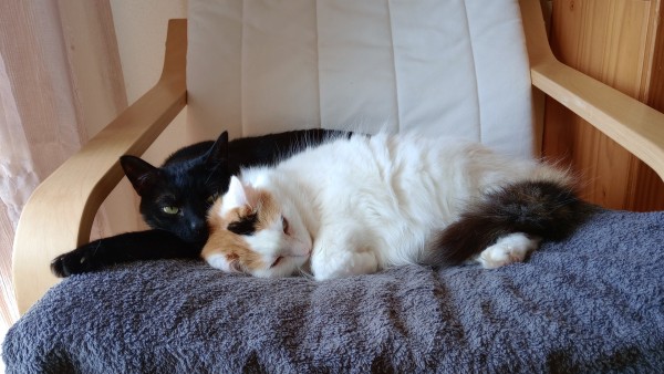 Una gata blanca (Audrey) y un gato negro (Siete) están tumbados en un sillón. Audrey está hecha una bolita, muy cómoda, con las patas delanteras dobladas. Está haciendo la cucharita con Siete, a quien no parece que le importe demasiado.
