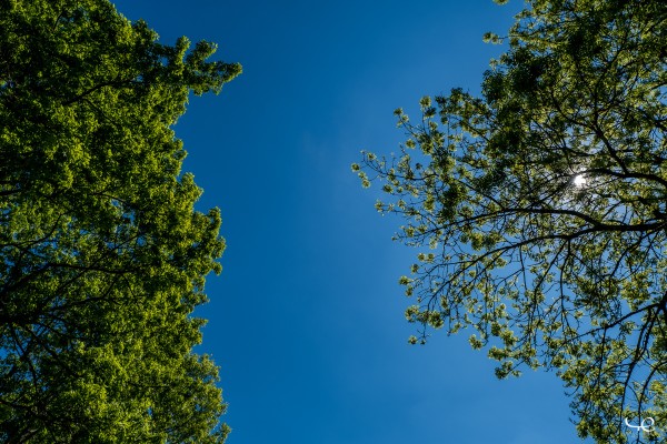 Un ciel tout bleu, entouré à gauche par un tiers d’arbre au feuillage vert et dense, et à droit par un autre arbre sur le tiers de la photo, avec un feuillage vert mais moins dense, laissant passer la lumière du soleil