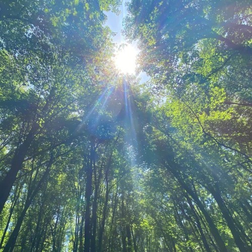 A look upwards into trees bursting with green leaves.  Tree trunks and branches are in dark silhouette.  At the top of the trees is the bright, white sun spreading its light and discernible rays downwards.  The light results in some leaves being shadowy and others a bright green.  Pieces of the light blue sky sneak through here and there.  The brightness of the sun gives this pic a bit of a whitewashed feel.