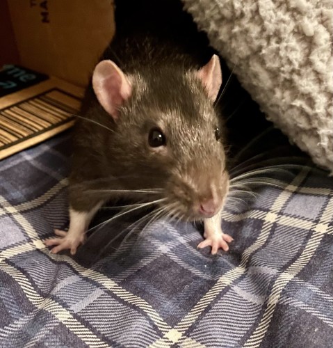 A cute little pet rat on a checkered blue fabric, with a glimpse of a cardboard box and fuzzy material in the background.