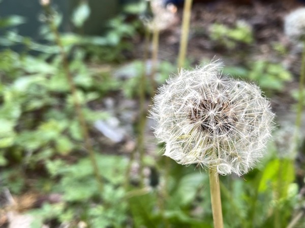 A close-up image of a single dandelion clock or seed head. The background is out of focus, consisting of mostly greenery or some kind.