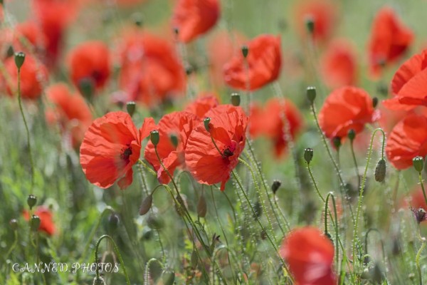 A field of bright red poppies in full bloom, with a shallow depth of field focusing on one flower in the foreground.