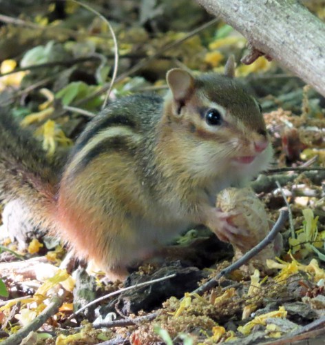 small chipmunk holding a peanut 