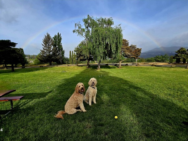 Bob and Murphy, goldendoodle housemates, pose for a picture in in the park in front of a birch tree with a rainbow arching in the blue sky over the tree and the dogs.