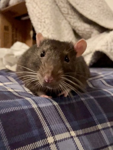 A cute little pet rat on a checkered blue blanket with a grey blanket in the background.