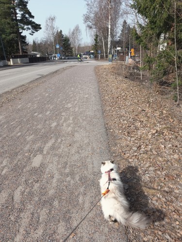 My cat Sanni walks on the sidewalk on a leash. There's a lot of sand on the asphalt. We have the same problem every year after winter. It will be brushed away.