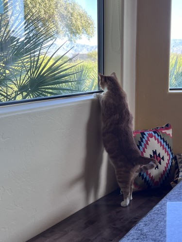 A brown and white cat stands on its hind legs, looking out of a window. The window offers a view of lush greenery and distant hills. Sunlight filters through the palm fronds visible outside, casting soft shadows on the interior walls. The cat appears curious or attentive, pawing gently at the window. Nearby, a colorful geometric-patterned pillow rests against the wall on a dark wood floor.
