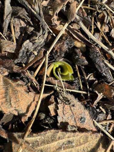 A little spiral curly green sprout pushes through moist earth in full sunlight, surrounded by brown dead leaves and tan stems and twigs. 