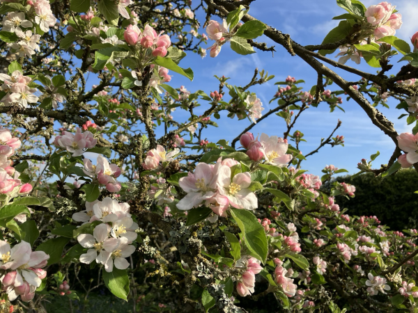 Apple blossom on an ancient Cox