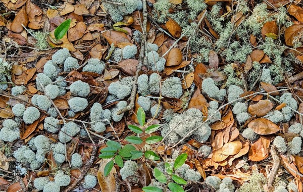 Deer Moss and Reindeer Lichen in abundance spread across the dry leaves on the ground of a nature trail. Some are small "puffs" of ball shaped grey-green moss. Others are a loose lichen of a slightly brighter green-grey.