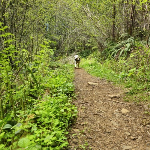 An adorable, white and red-brown dog trots down a dirt trail toward the camera. Her mouth is open in a doggy smile, and her front right paw was captured mid-step, before hitting the trail, so the image has her forever frozen with that paw hovering above the ground. Verdant ferns, horsetails, grasses, and various forbs pack the landscape to either side of the trail.
