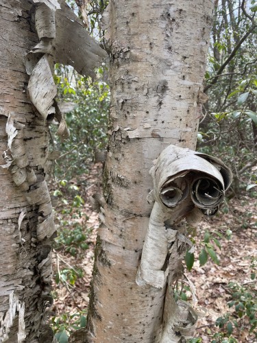 Closeup of two medium sized White Birches. The bark on both is peeling in big swaths but the tree on the right has peeled and curled so much that the result is what looks like a pair of binoculars - two tubes connected together looking straight at you.