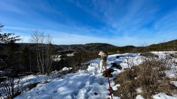 Husky Zeena stands on a snowy rock ledge overlooking rolling hills of remote northern Minnesota in winter. Bare birch trees shine in the low winter sun and whispy clouds spread across a deep blue sky.