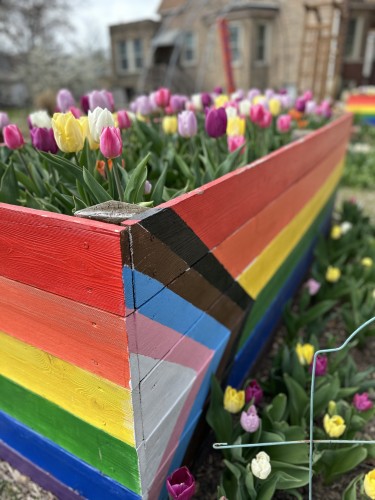 A wooden planter painted with the rainbow and transgender flag colors. It is full to the brim with fully-blooming tulips of all colors.