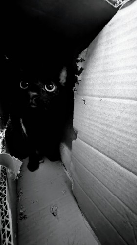 Photo noir et blanc d'un chat noir dans l'obscurité d'un carton.
La droite de la photo, un carton déchiré par des dents dans la lumière.
La photo est donc séparé entre ombre et lumière. 