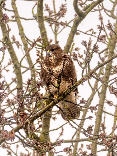 A Buzzard, a large brown bird of prey, perched in a tree