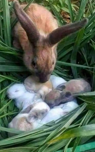 A fluffle of bunnies. They opened a family restaurant and ordered too many root vegetables.