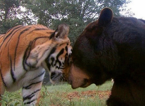 A photo of a tiger and a bear rubbing faces