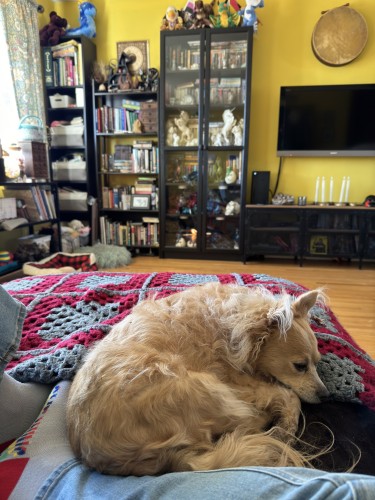 A fawn-coloured chihuahua curls up against a pair of light denim-clad legs, with grey socks visible. Just beyond her is a magenta and grey crochet square blanket. The room beyond has yellow walls and is lined by black bookshelves filled to the brim with books and knickknacks; the floor is warm hardwood. 