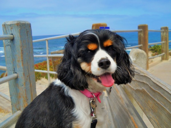 Our Lucy is a black and white and tan Cavalier King Charles, Cocker Spaniel mix.  Here she is in La Jolla, California, enjoying a view of the ocean.  