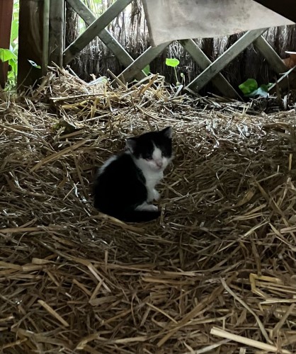 Photo of a small black and white kitten in a nest of straw in a makeshift shelter.