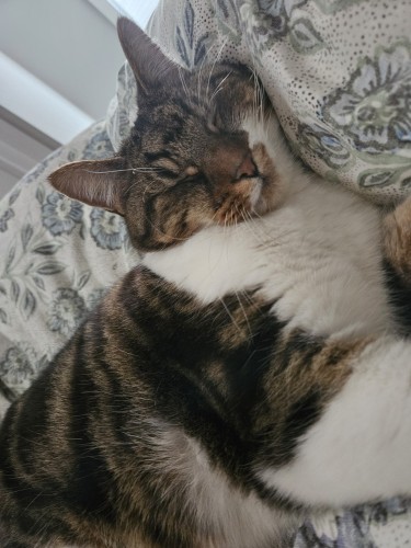 The sleepy face and shoulders of a tabby and white cat, with his whole head cuddled up into a duvet.