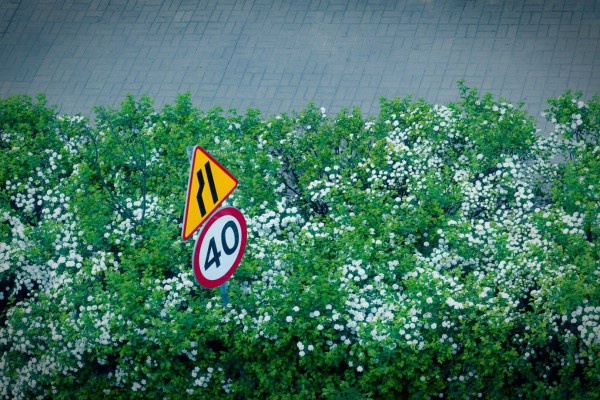 Traffic signs indicating narrowing road and speed limit 40 km/h put in the middle of greenery.