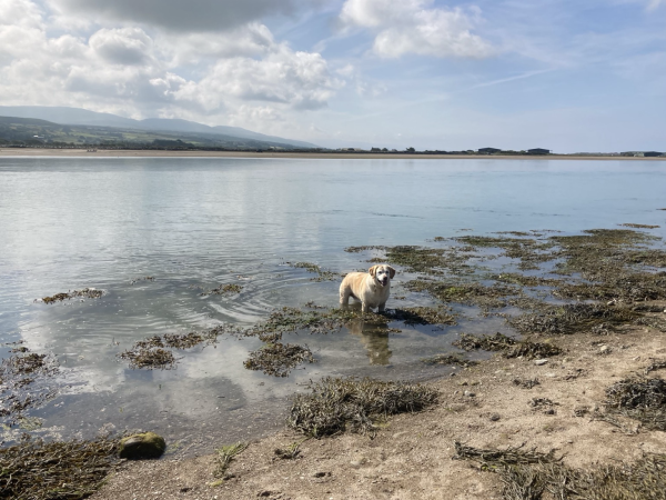 The still water of the estuary, bordered by seaweed, is disturbed by the yellow lab standing knee-deep just far enough in to be unreachable. She is unrepentant and looking straight at the camera. The sky is blue, the sun is early-morning bright, the hills in the background are slightly hazy and the dog is smug.