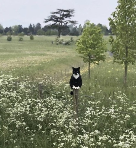 A cat sitting on a post in a field 
