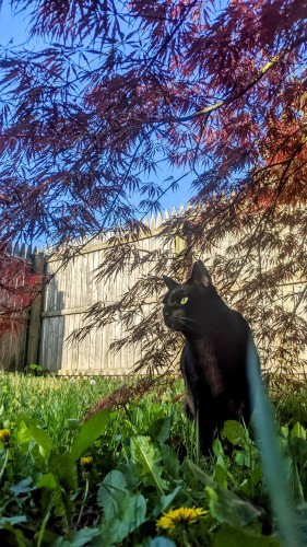 black cat looking to the sun under Japanese maple in yard with dandelions 