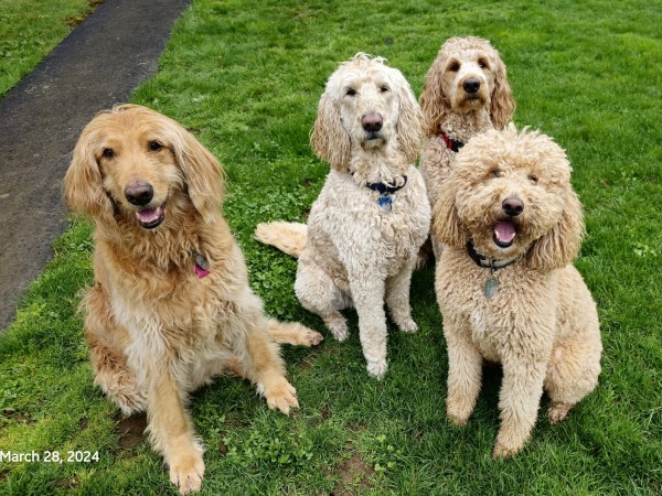 Four goldendoodles gathered around in a semi circle. The are sitting on bright green spring grass. Two of them have big smiles and the other two are very serious, patiently waiting ultra delicious treats.