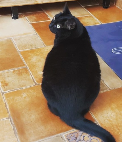 A ver fat black cat