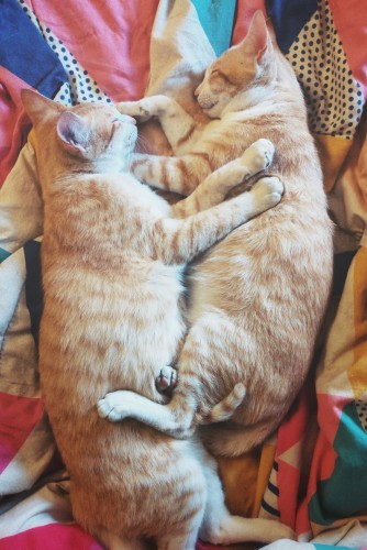 Two young cats asleep while cuddling on a colorful quilt.