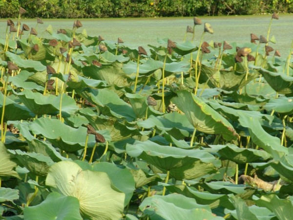 large lily pads on an algae covered lake. 