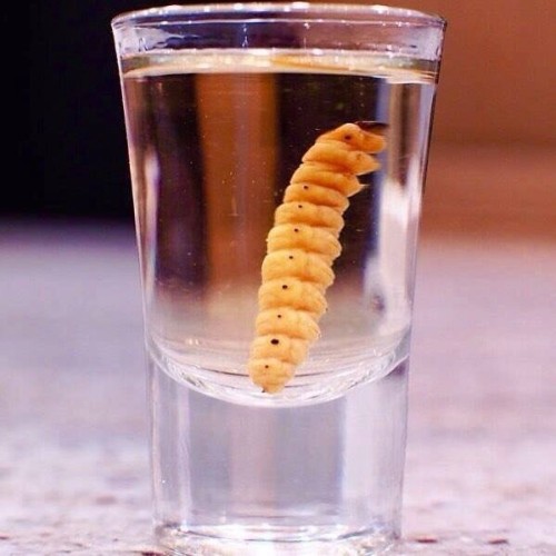 Tequila shot with worm.