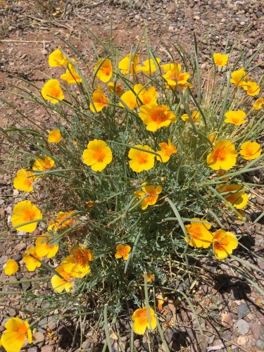 Close up of a California Poppy plant, yellow flowers with orange centers  with grass like leaves against a brown dirt background. 