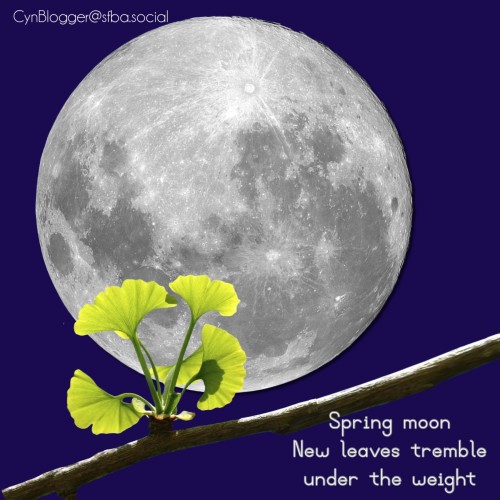 Haiga/haiku: image shows a full moon covering most of the frame, with a branch of a Ginkgo tree across the bottom third; a cluster of furled leaves, bright green, sprouts from the branch. Haiku reads, “Spring moon / new leaves tremble / under the weight”