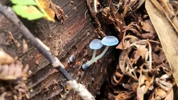 Two small sky blue mushrooms growing out of a dead log. The mushrooms have lighter blue stems while a scattering of leaves and twigs can be seen around. 