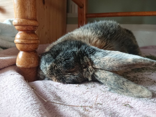 A Harlequin rabbit with orange, black and grey fur is sleeping on his size on a pink fleece under a chair. The fleece was clean earlier, but is now covered in the remains of a small compressed hay bale. The rabbit's ears are twitching. 