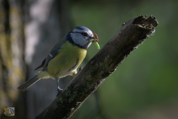 a blue tit with two grubs in its bill