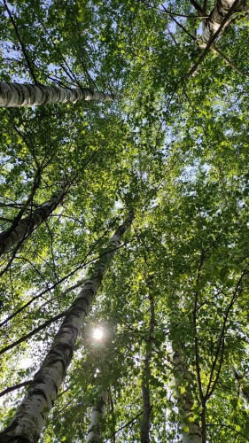 Photo of a few birch trees from below, with their branches covering bright blue sky. There is so many leaves it is almost completely covered.