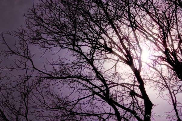 A black, leafless maple tree in shadow against the sun during an eclipse. The sky is dark and foreboding with a purple tint that becomes pinkish as it grows closer to the sun in the upper right of the frame.