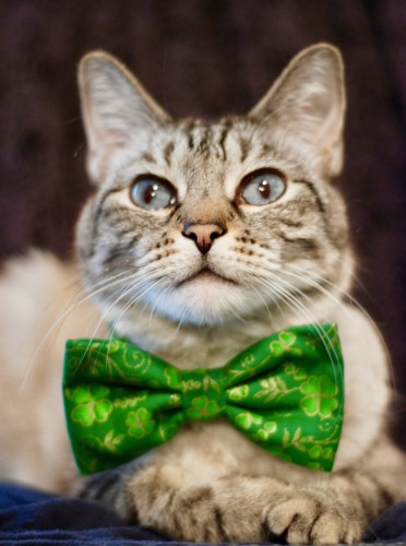 A studio style portrait of a lynx point Siamese staring at the camera with his nose raised for a beep. He is wearing a large green bow tie with a shamrock design. Years ago, I planned to make some world holiday greeting cards with miaoling photos but never followed through.