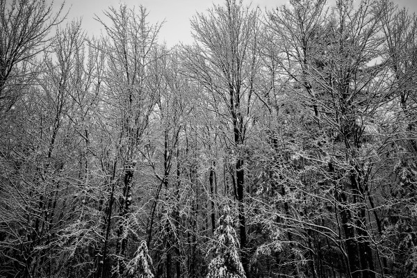 A black and white photograph of a dense forest with trees covered in snow.