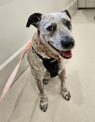 Mia, a grey spotty dog. She's sitting at the vet, on her best behaviour. She's looking towards the camera, and seems slightly anxious but happy.