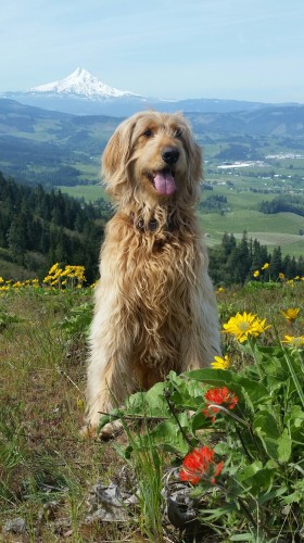 Gus, the furry goldendoodle is sitting on a hilltop surrounded by yellow and red wildflowers. Gus' tongue is showing. There is a snow covered Cascade Mountain, Mt. Hood in the background. 