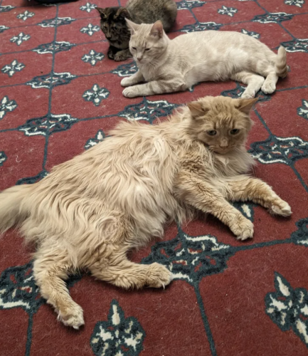 three cats sitting together